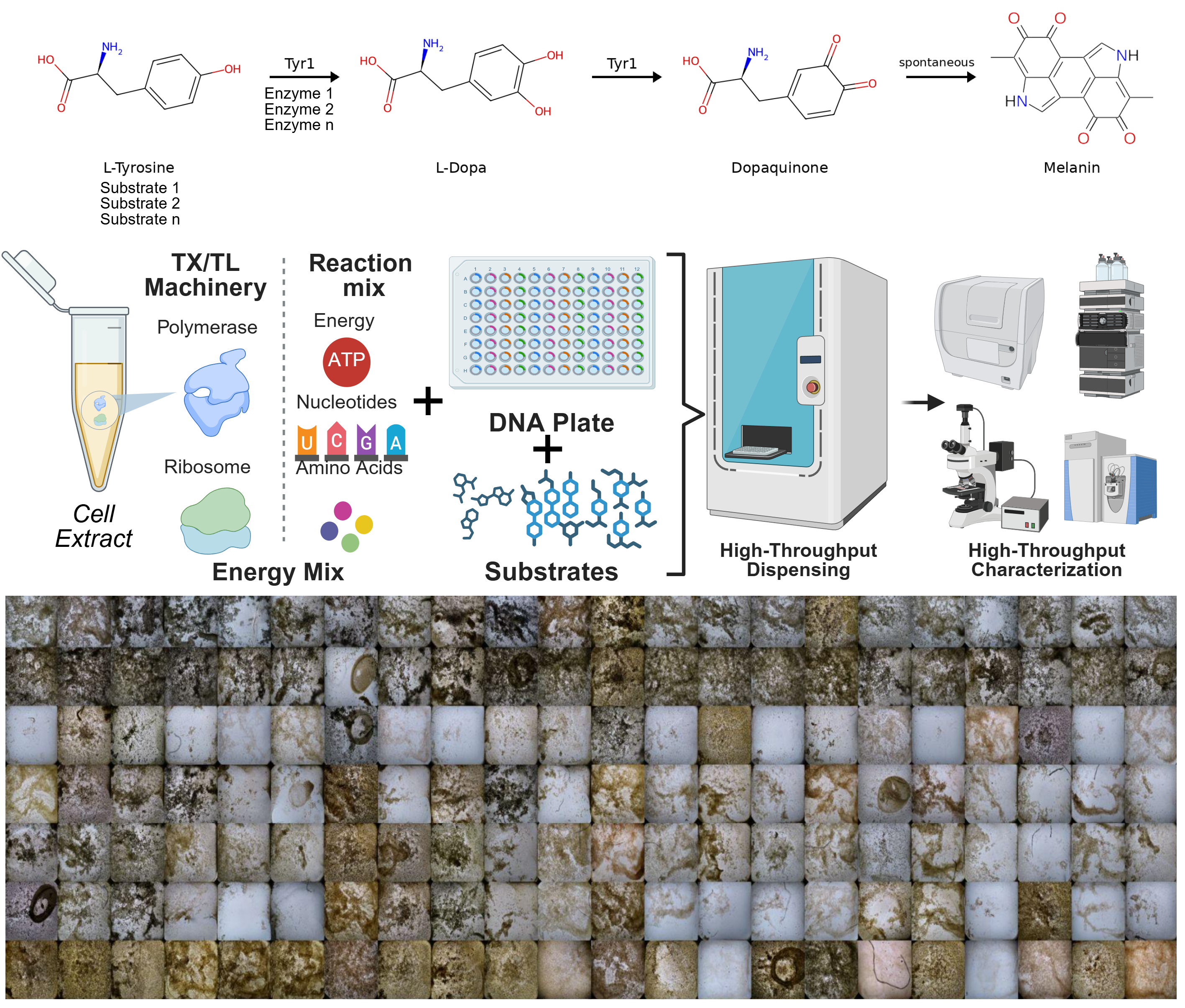 Biological polymer synthesis workflows and characterization outputs