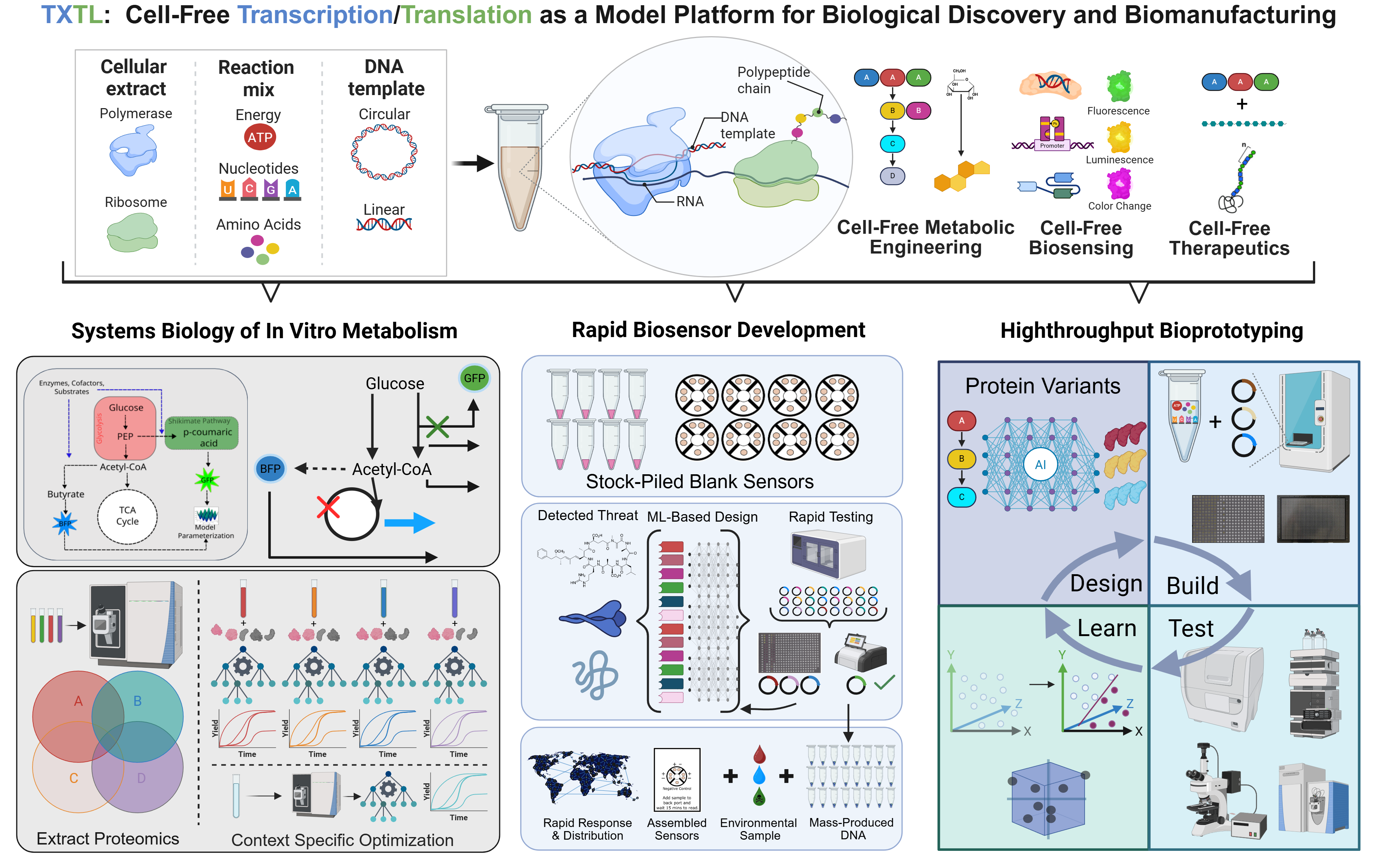 Illustration of the lab's research directions in cell-free synthetic biology